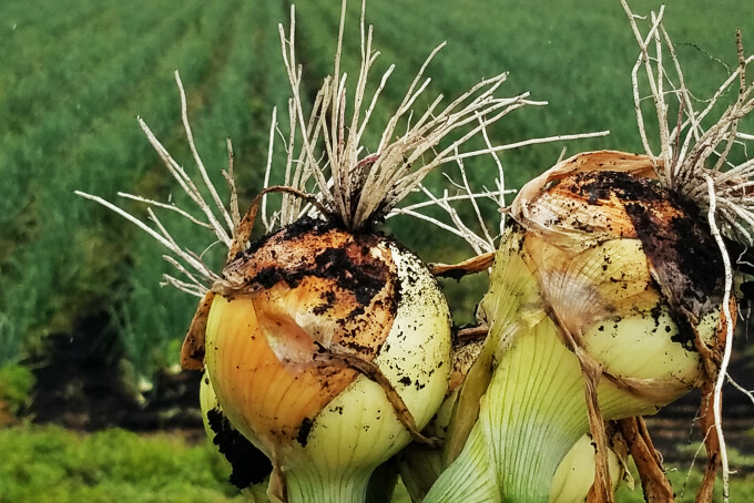 On the farm in Michigan