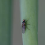 Allium Leafminer - National Onion Association