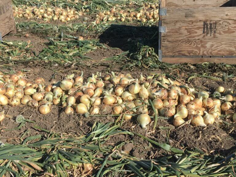 Walla Walla Sweet Onions in a field
