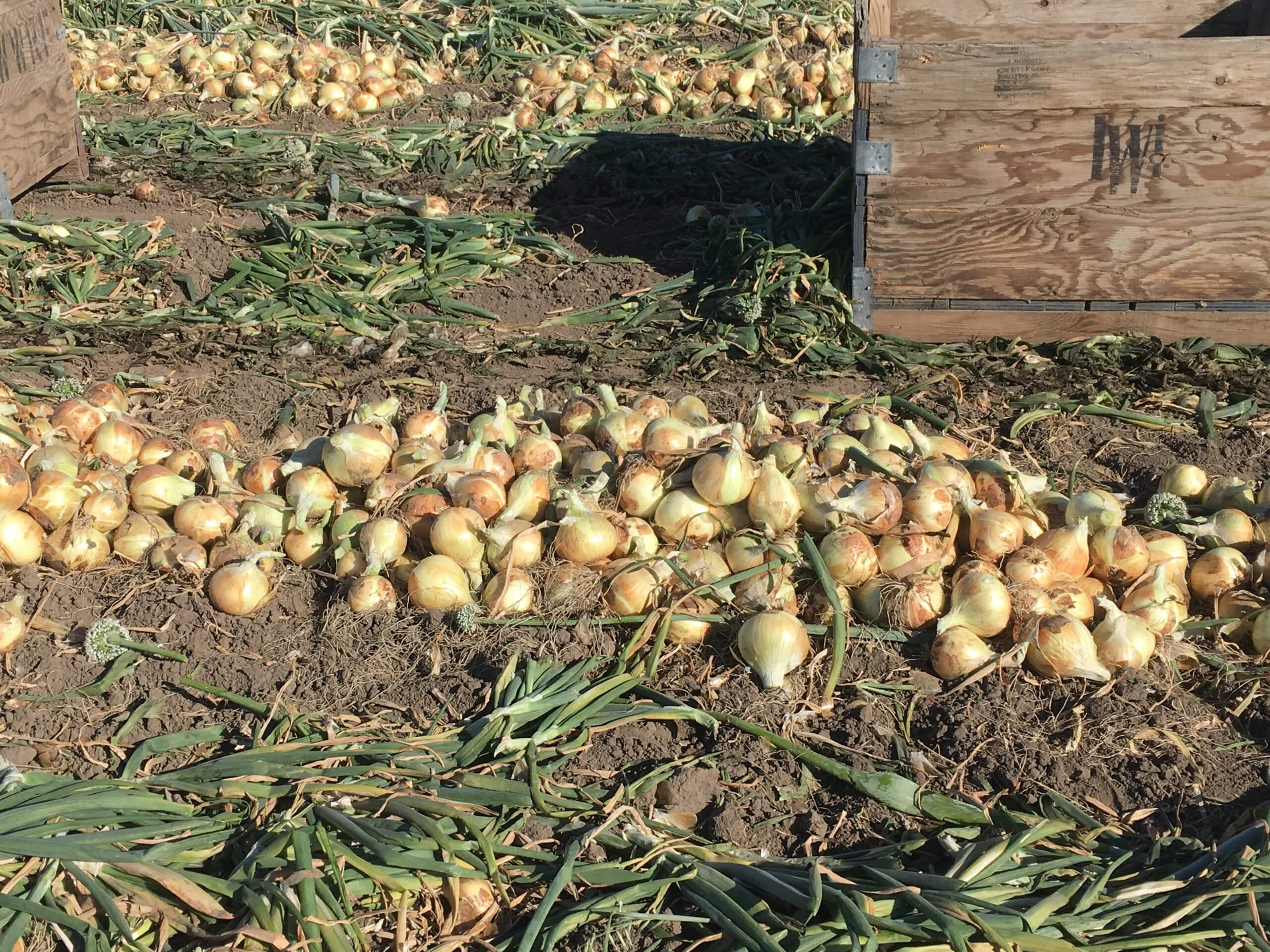 Walla Walla Sweet Onions in a field