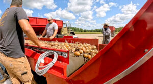 Onion harvest, Sorbello & Sons farms