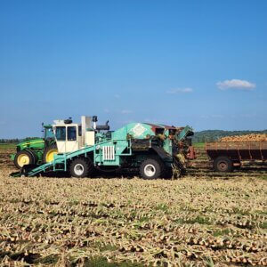harvesting onions in Wisconsin