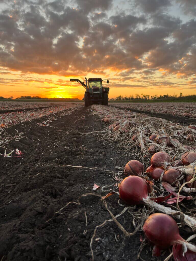 an onion field at sunset in Iowa, with a harvester in the background