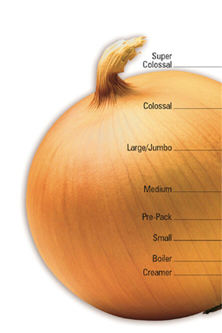 Onion sizing chart